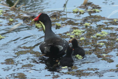 2015 Common moorhen 01.JPG