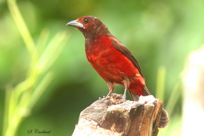 2015 Crimson backed Tanager 01.JPG