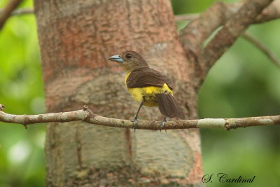 2015 Flame rumped Tanager 01.JPG
