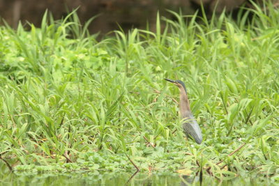 2015 Green Heron 02.JPG