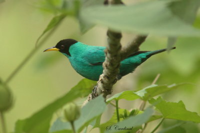 2015 Green Honeycreeper 01.JPG