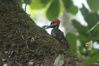 2015 Leneated Woodpecker 01.JPG