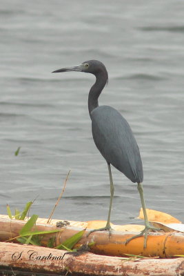 2015 Little Blue heron 02.JPG
