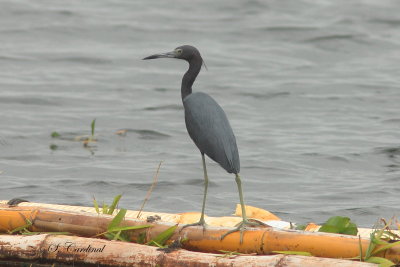 2015 Little Blue heron01.JPG