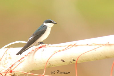 2015 Mangrove Swallow 01.JPG