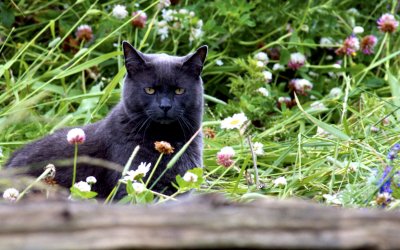 Chat Kamouraska
