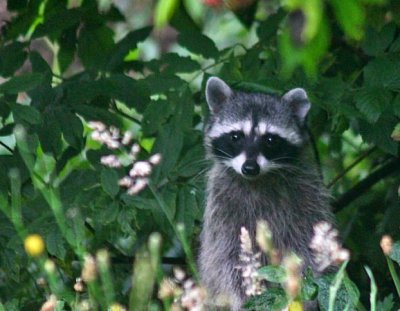 Wild life in Brookings