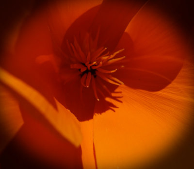 California Poppies