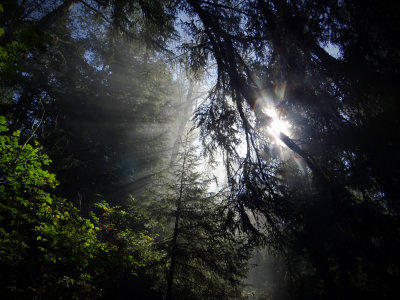 Redwoods California