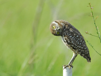 Burrowing Owls of Cape Coral