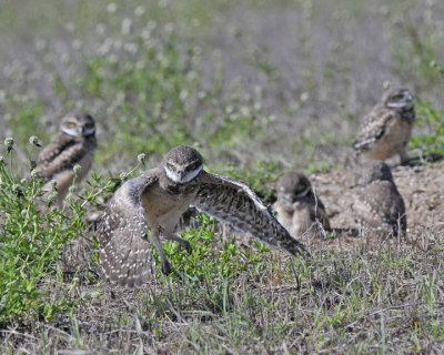 Burrowing Owls of Cape Coral