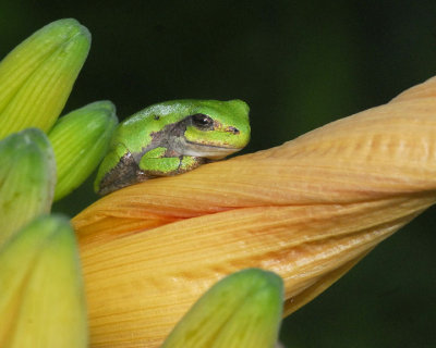 Tree Frogs