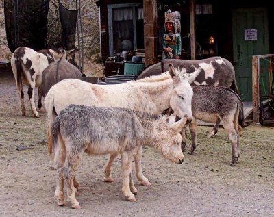 Oatmans famous burros