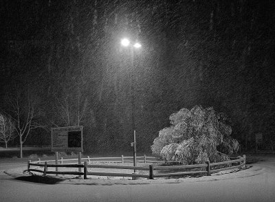 Tree in the winter illuminated by a street lamp