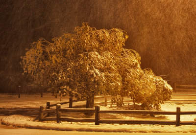 Tree in the winter illuminated by a street lamp