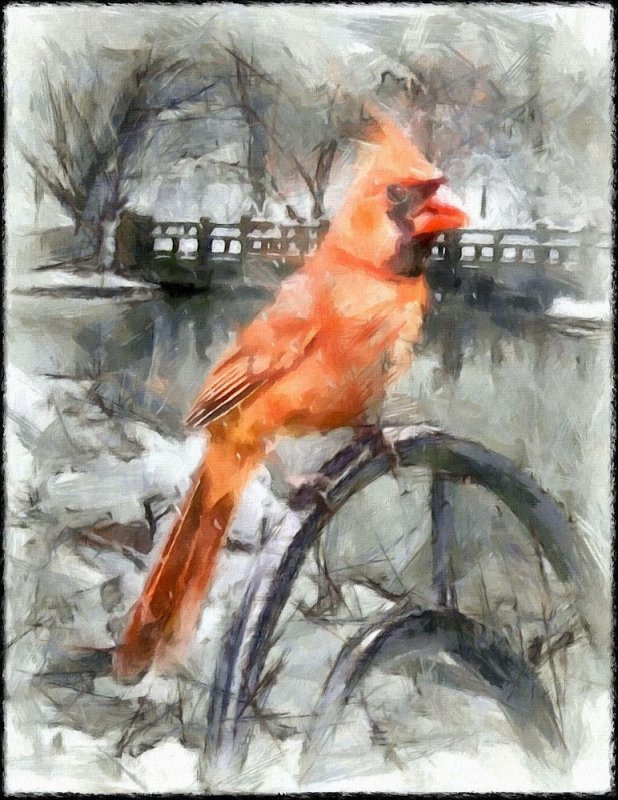 Cardinal by A. D. Jackson, January, 2016