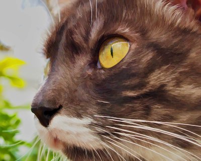 Le Chat