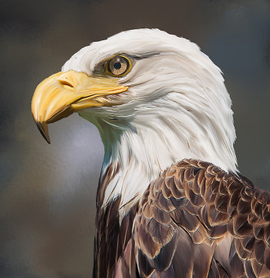 Eagle for JB