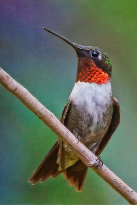 Ruby-throated Hummingbird portrait
