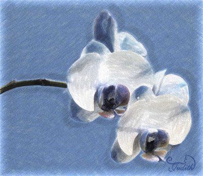 Blue Orchid - Juidth