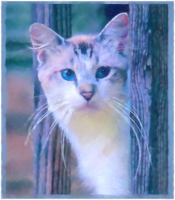 Blue-Eyed Cat