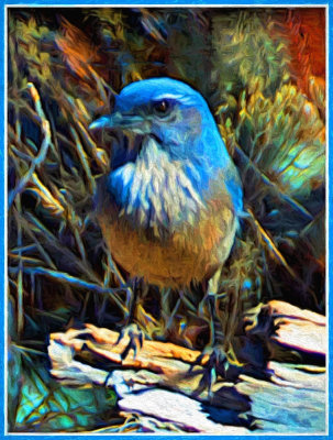 Sedona Blue Bird