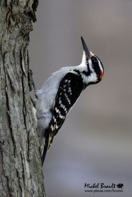 Pic chevelu - Hairy Woodpecker