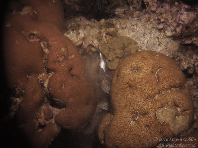 SJGoldin_St_Lucia_0716-152.jpg