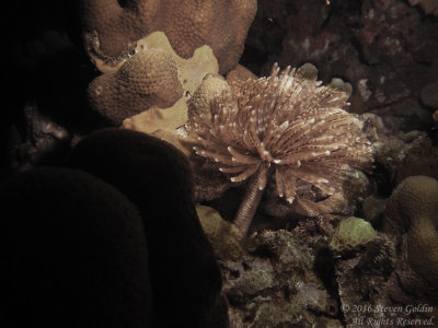 SJGoldin_St_Lucia_0716-154.jpg