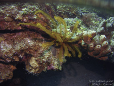 SJGoldin_St_Lucia_0716-164.jpg
