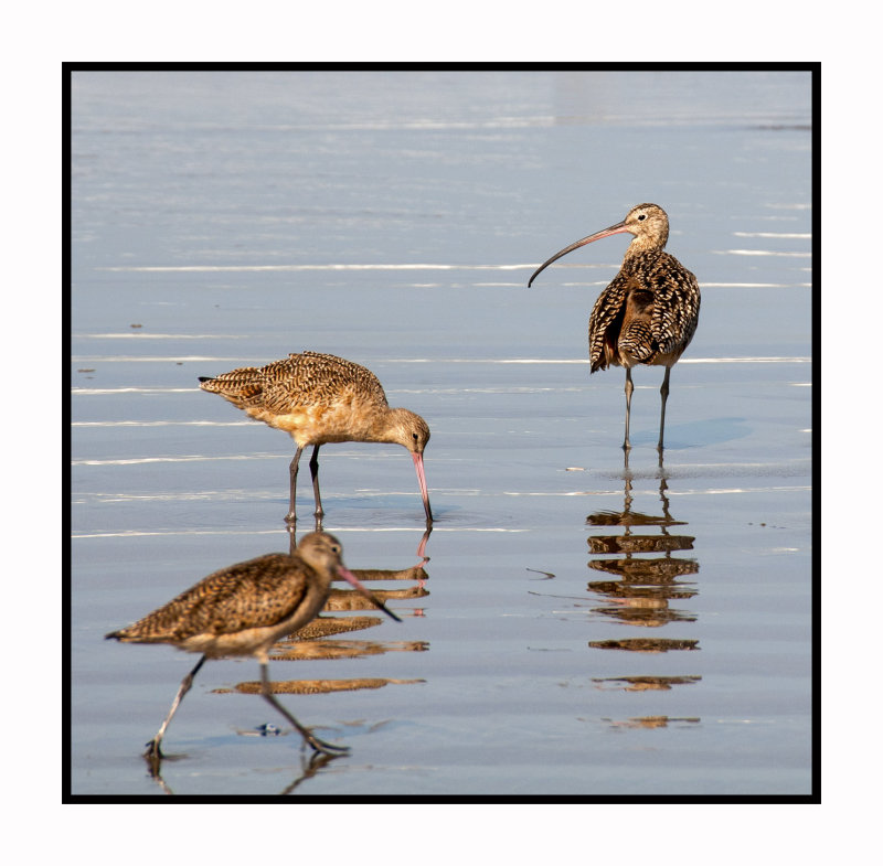 MB146 Marbled Godwits with Long-billed Curlew