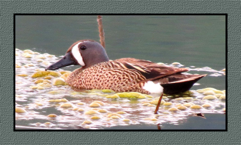 SR 6 6 96 Blue-winged Teal