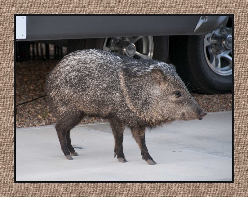 16 2 11 215 Javelina