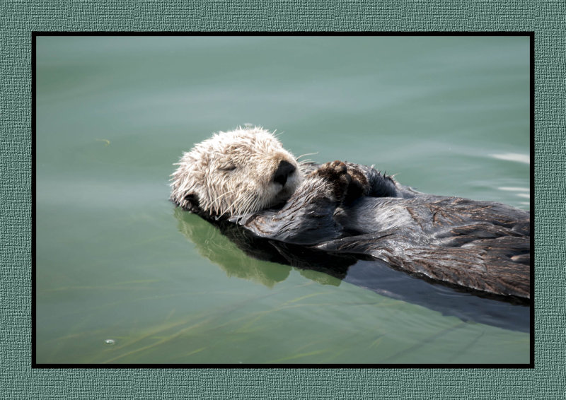 16 3 2 073 Sea Otter Snoozing at Morro Bay