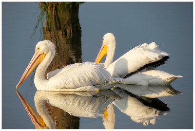 American White Pelican 2  - Florida