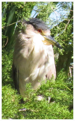 Black-crowned Night Heron - Florida