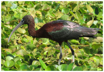 Glossy Ibis 3 - Florida