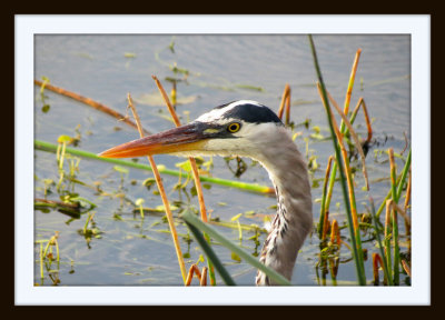 Great Blue Heron - Florida