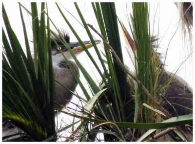 Great Blue Heron Chicks in Nest - Florida