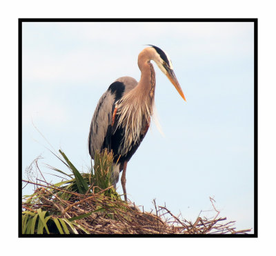Great Blue Heron in Nest - Florida