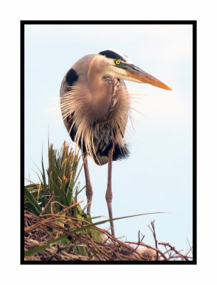 Great Blue Heron in Nest 2 - Florida