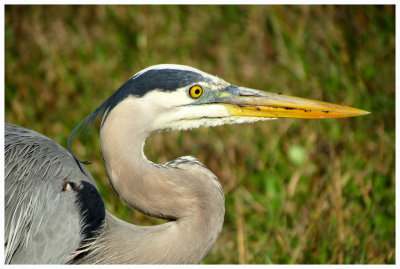 Great Blue Heron Profile - Florida