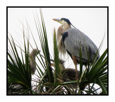 Great Blue Heron with Chicks in Nest - Florida