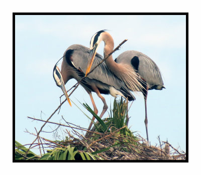 Great Blue Herons Building their Nest - Florida
