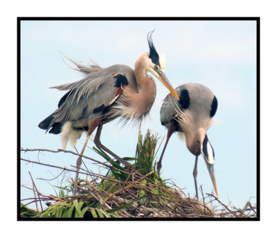 Great Blue Herons in their Nest - Florida