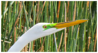 Great Egret's Head - Florida