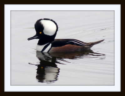 Hooded Merganser 2 - Florida