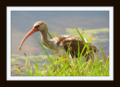 Immature White Ibis - Florida