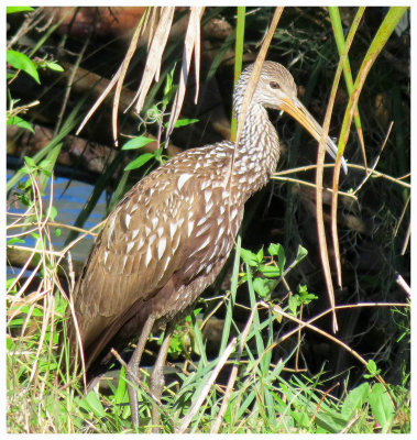 Limpkin - Florida