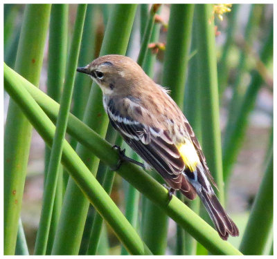 Myrtle Warbler - Florida